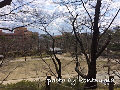 千秋公園 桜