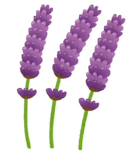 ラベンダー イラスト